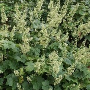 Heuchera villosa 'Chantilly' geen maat specificatie 0,55L/P9cm - afbeelding 2