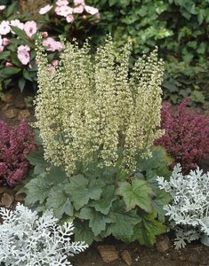 Heuchera villosa 'Chantilly' geen maat specificatie 0,55L/P9cm - afbeelding 3