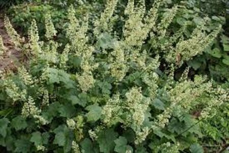 Heuchera villosa 'Chantilly' geen maat specificatie 0,55L/P9cm - afbeelding 1