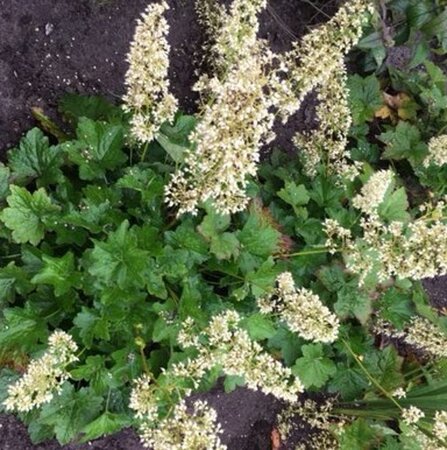 Heuchera villosa 'Chantilly' geen maat specificatie 0,55L/P9cm - afbeelding 4