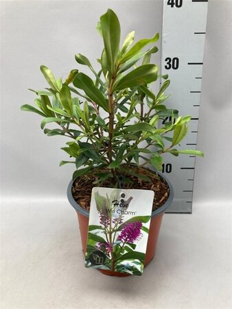 Hebe 'Wiri Charm' geen maat specificatie cont. 2,0L