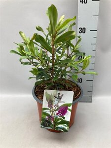 Hebe 'Wiri Charm' geen maat specificatie cont. 2,0L