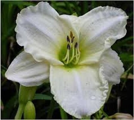 Hemerocallis 'White Temptation' geen maat specificatie 0,55L/P9cm - afbeelding 2