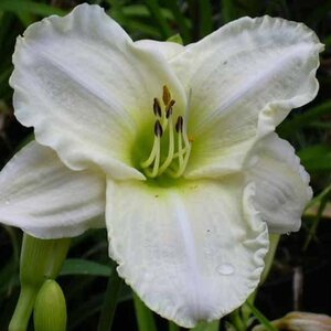 Hemerocallis 'White Temptation' geen maat specificatie 0,55L/P9cm - afbeelding 3