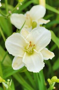 Hemerocallis 'White Temptation' geen maat specificatie 0,55L/P9cm - afbeelding 4