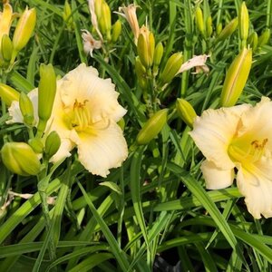 Hemerocallis 'White Temptation' geen maat specificatie 0,55L/P9cm - image 5