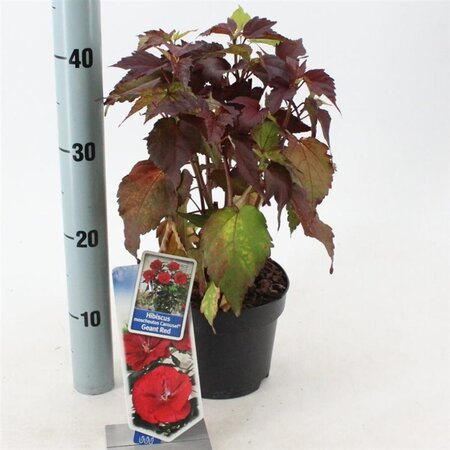 Hibiscus m. Carousel Geant Red 20-30 cm cont. 2,0L - afbeelding 1