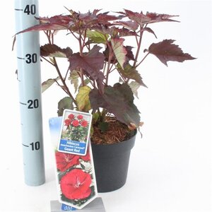 Hibiscus m. Carousel Geant Red 20-30 cm cont. 2,0L - afbeelding 2