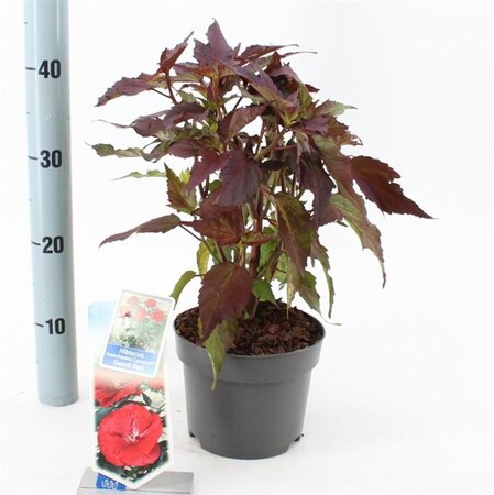 Hibiscus m. Carousel Geant Red 20-30 cm cont. 2,0L - afbeelding 3