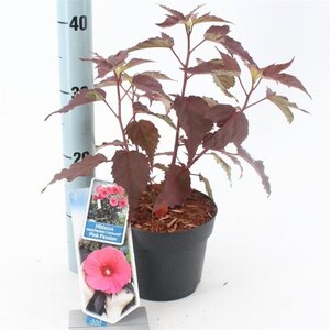 Hibiscus m. Carousel Pink Passion 30-40 cm cont. 2,0L