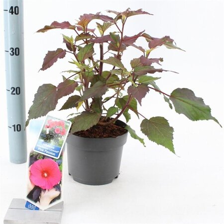 Hibiscus m. Carousel Pink Passion 30-40 cm cont. 2,0L - afbeelding 2