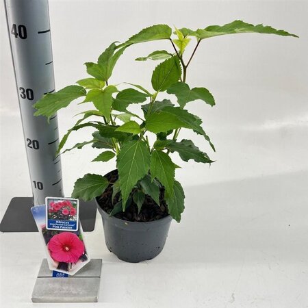 Hibiscus m. Carousel Pink Passion 30-40 cm cont. 2,0L - afbeelding 3