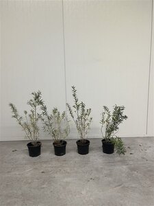 Hippophae rhamnoides 40-60 cm cont. 2,0L