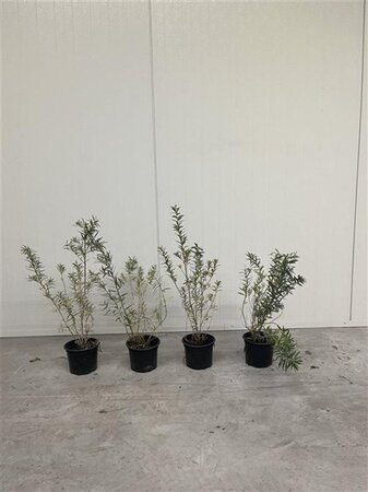 Hippophae rhamnoides 40-60 cm cont. 2,0L - afbeelding 2