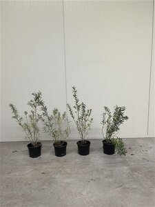 Hippophae rhamnoides 40-60 cm cont. 2,0L - afbeelding 2