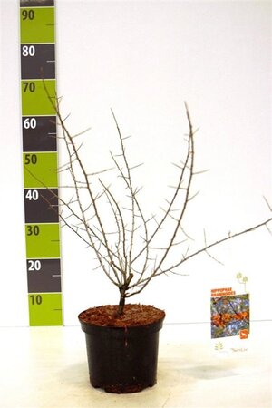 Hippophae rhamnoides 40-60 cm cont. 3,0L