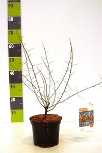 Hippophae rhamnoides 40-60 cm cont. 3,0L