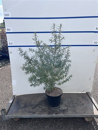 Hippophae rhamnoides 80-100 cm cont. 7,5L - afbeelding 2