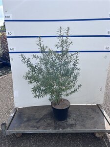 Hippophae rhamnoides 80-100 cm cont. 7,5L - afbeelding 2