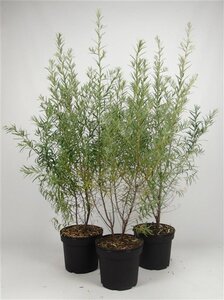 Hippophae rhamnoides 80-100 cm cont. 7,5L - afbeelding 2