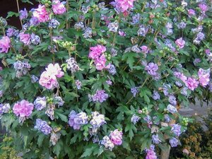 Hibiscus syr. 'Ardens' 100-125 cm met kluit - afbeelding 2