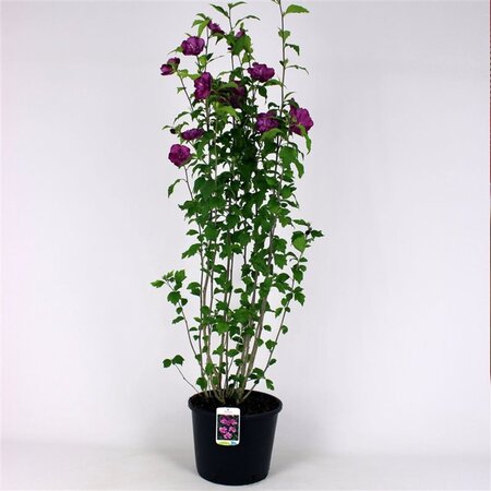 Hibiscus syr. 'Ardens' 125-150 cm met kluit - afbeelding 4