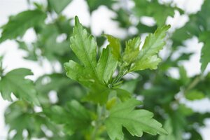 Hibiscus syr. 'Ardens' 125-150 cm met kluit - afbeelding 3