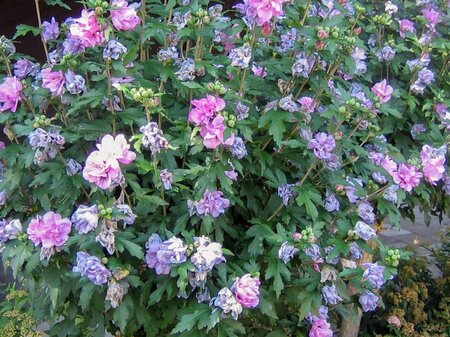 Hibiscus syr. 'Ardens' 40-60 cm cont. 3,0L - afbeelding 2