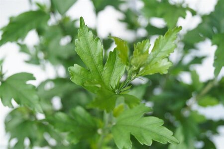 Hibiscus syr. 'Ardens' 60-80 cm cont. 5,0L - afbeelding 3