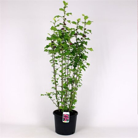 Hibiscus syr. 'Duc de Brabant' 125-150 cm met kluit - afbeelding 3