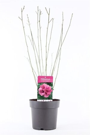 Hibiscus syr. 'Duc de Brabant' 50-60 cm cont. 5,0L - afbeelding 3