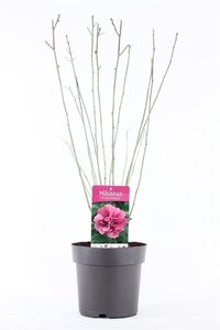 Hibiscus syr. 'Duc de Brabant' 50-60 cm cont. 5,0L - afbeelding 3