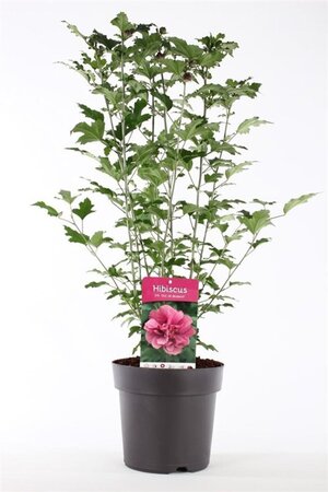 Hibiscus syr. 'Duc de Brabant' 50-60 cm cont. 5,0L - afbeelding 4