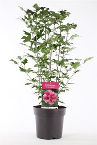 Hibiscus syr. 'Duc de Brabant' 50-60 cm cont. 5,0L - afbeelding 4