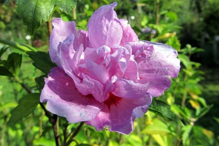 Hibiscus syr. 'Duc de Brabant' 60-80 cm container - afbeelding 1