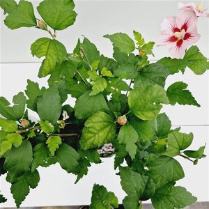 Hibiscus syr. 'Hamabo' GEEL 40-50 cm cont. 3,0L - afbeelding 4