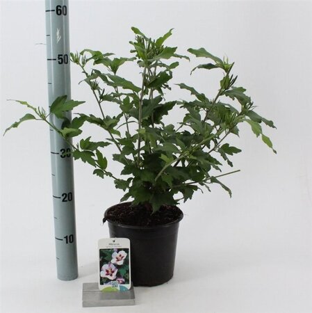 Hibiscus syr. 'Hamabo' GEEL 40-50 cm cont. 3,0L - afbeelding 1
