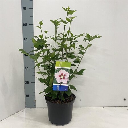 Hibiscus syr. 'Hamabo' GEEL 40-50 cm cont. 3,0L - afbeelding 2