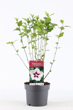 Hibiscus syr. 'Hamabo' GEEL 40-50 cm cont. 3,0L - afbeelding 3