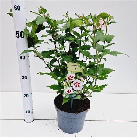 Hibiscus syr. 'Hamabo' GEEL 40-50 cm cont. 3,0L - afbeelding 5