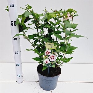 Hibiscus syr. 'Hamabo' GEEL 40-50 cm cont. 3,0L - afbeelding 5