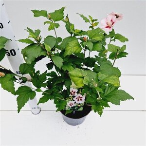 Hibiscus syr. 'Hamabo' GEEL 40-50 cm cont. 3,0L - afbeelding 6