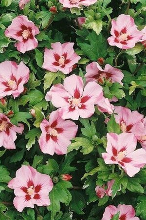 Hibiscus syr. 'Hamabo' GEEL 60-80 cm met kluit - afbeelding 1