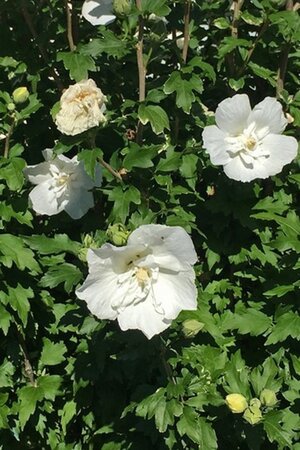 Hibiscus syr. 'Jeanne d'Arc' 100-125 cm met kluit - afbeelding 1