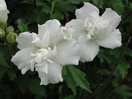 Hibiscus syr. 'Jeanne d'Arc' 40-60 cm cont. 3,0L - afbeelding 2