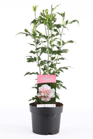 Hibiscus syr. 'Lady Stanley' 40-50 cm cont. 3,0L - afbeelding 1