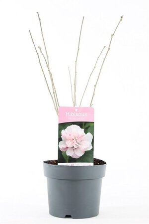 Hibiscus syr. 'Lady Stanley' 40-50 cm cont. 3,0L - afbeelding 2