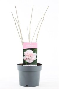 Hibiscus syr. 'Lady Stanley' 40-50 cm cont. 3,0L - afbeelding 2