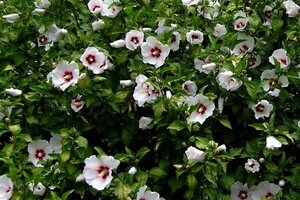 Hibiscus syr. 'Melrose' = 'Pastello' 60-80 cm met kluit