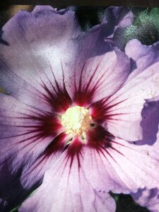 Hibiscus syr. 'Oiseau Bleu' BLAUW 100-125 cm container